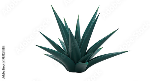 Agave Plant
