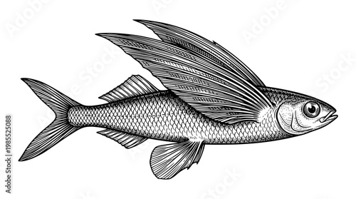 Detailed illustration of a fish with large fins swimming