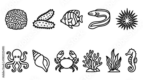 Ocean creatures and sea life vector graphic illustrations