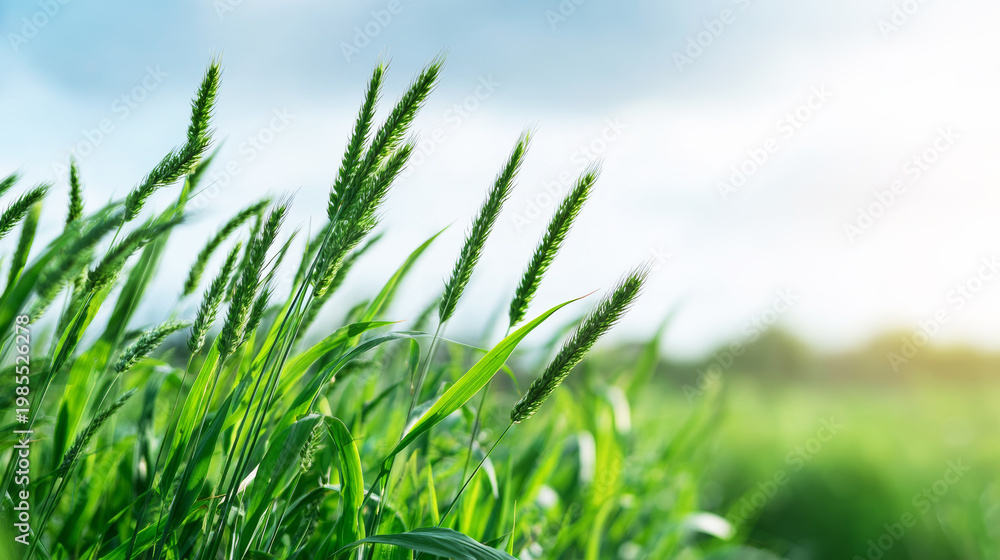 Fototapeta premium Vibrant green wheat stalks with developing seed heads swaying gently, representing new life, spring, and organic farming