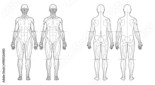 Human Body Anatomy Outline Vector Set