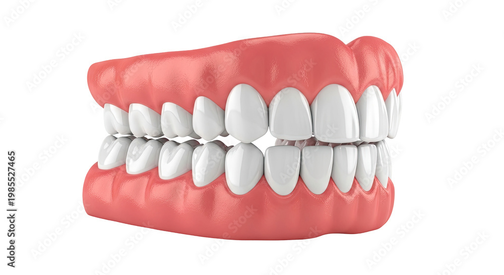 Obraz premium Human Dentition Model