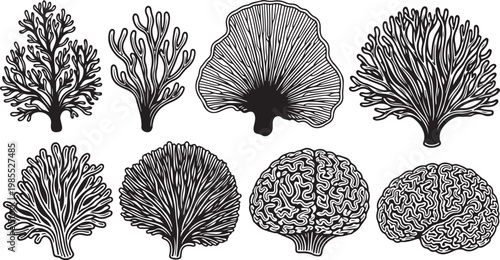 A collection of mushroom illustrations in various shapes and textures Vector