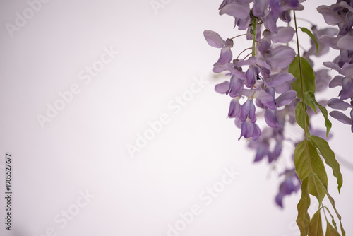 Spring background with white copy space and Wisteria floribunda close up flowers