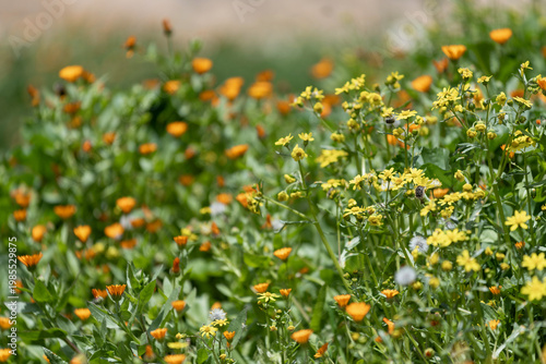 Foto Champ de soucis et de marguerites