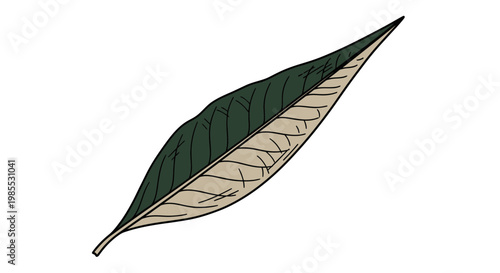 Green Leaf Illustration with White Underside.