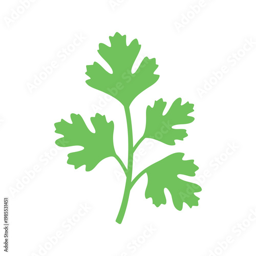 Single sprig of fresh cilantro shines on a white canvas, evoking thoughts of culinary delight