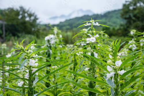 Wallpaper Mural Close-up of Blooming White Sesame Plants in a Lush Rural Field Torontodigital.ca
