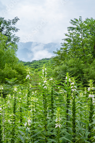 Wallpaper Mural Sesame Field with White Blossoms Framed by Lush Trees and Misty Mountains Torontodigital.ca