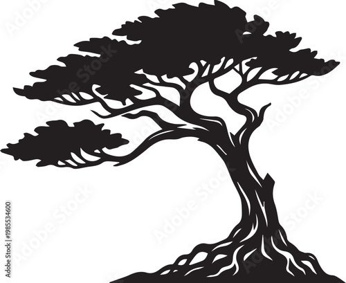 Fotografie Coastal Cypress Tree Silhouettes for Pacific Seashore Graphics