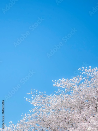 爽やかな青空と白い桜のコントラスト。満開の桜。明るい爽やかな雰囲気。春のイメージ。心象風景。縦構図