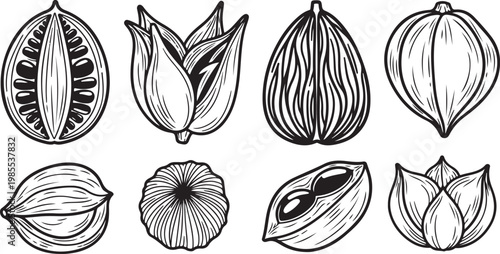 Illustrations of various leaf shapes and vein patterns Vector