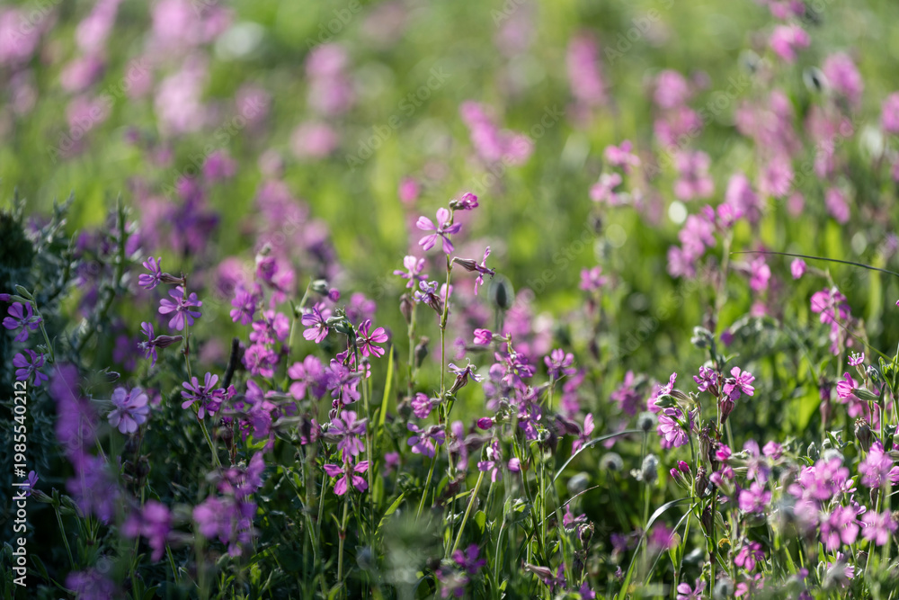 Fototapeta premium Silènes dans une prairie au printemps