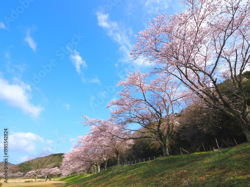 ことなみ土器どき公園の桜2026　香川県まんのう町18