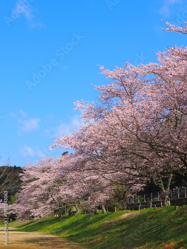 ことなみ土器どき公園の桜2026　香川県まんのう町17