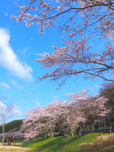 ことなみ土器どき公園の桜2026　香川県まんのう町16