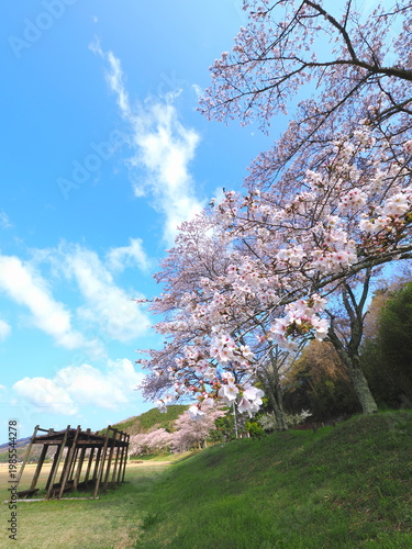 ことなみ土器どき公園の桜2026　香川県まんのう町11