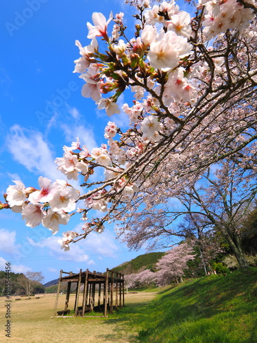 ことなみ土器どき公園の桜2026　香川県まんのう町13