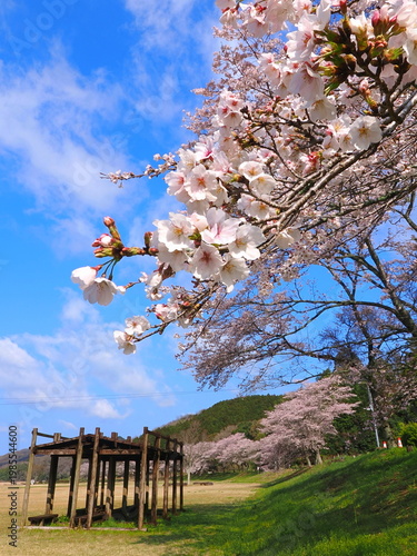 ことなみ土器どき公園の桜2026　香川県まんのう町8