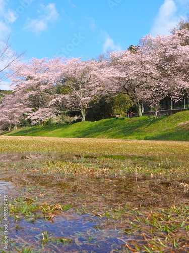 ことなみ土器どき公園の桜2026　香川県まんのう町7