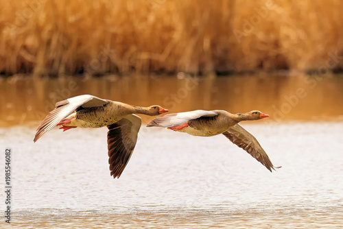 Zwei Graugänse fliegen über einen Teich