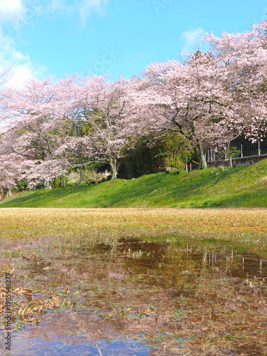 ことなみ土器どき公園の桜2026　香川県まんのう町
5