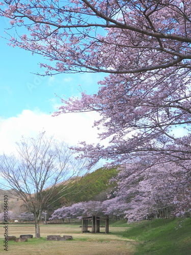 ことなみ土器どき公園の桜2026　香川県まんのう町5