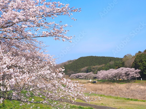 ことなみ土器どき公園の桜2026　香川県まんのう町3