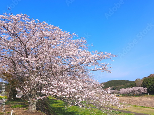 ことなみ土器どき公園の桜2026　香川県まんのう町2