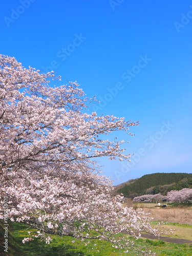 ことなみ土器どき公園の桜2026　香川県まんのう町