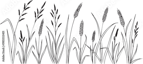 Hand drawn wheat and wild grass meadow field vector illustration set of cereal grain plants and botanical line art sketches for harvest design