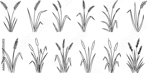 Simple Nature Sketches of Grain Stalks and Field Grass for Branding