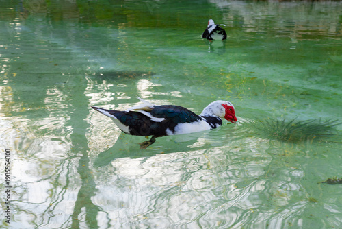 A Muscovy duck (Cairina moschata) swims in a small lake in the National Garden. Athens, Greece