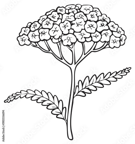 Wallpaper Mural Line art drawing of yarrow plant with flower head and detailed leaves, botanical illustration with a simple graphic style suitable for backgrounds Torontodigital.ca