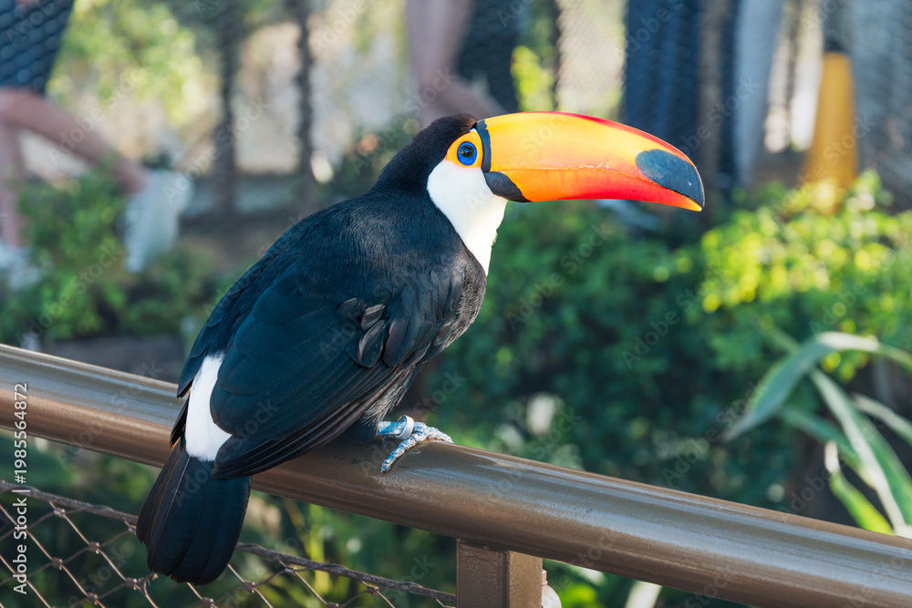 Fototapeta premium Toco toucan, a tropical bird, perching on a railing, showing its characteristic black plumage and orange beak