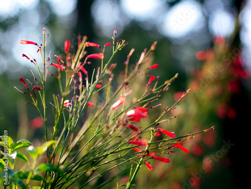 Tableau sur toile Vibrant red tubular firecracker plant flowers on thin green stems backlit agains