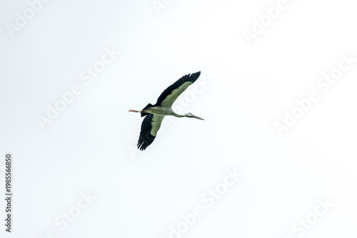 Asian open bill is flying on isolated blue sky