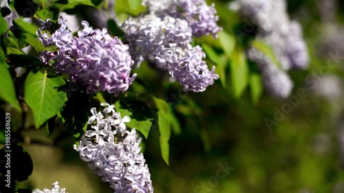 Wallpaper Mural Pink lilac blooms in the Botanical garden
 Torontodigital.ca