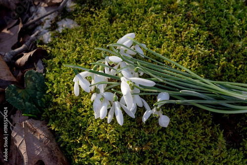 A beautiful, rare snowdrop (Galanthus nivalis) grows in the mountains
