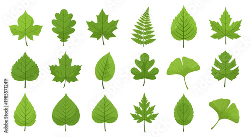 Collection of various green leaves shapes.