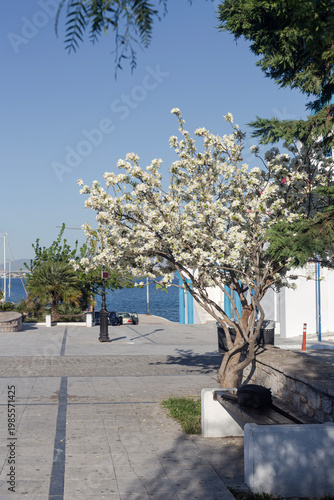 Beautiful tree (Bauhinia VARIEGATA 'CANDIDA') with white flowers close-up