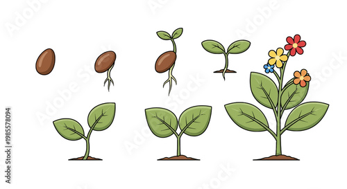 Cartoon illustration depicting plant growth stages from seed germination to blooming with colorful flowers on white background