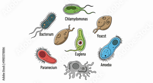 Various microscopic organisms with labels displayed on white background