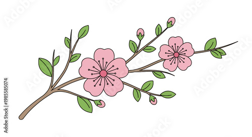 Blooming cherry blossom branch with pink flowers buds and green leaves in springtime vector illustration on a white background