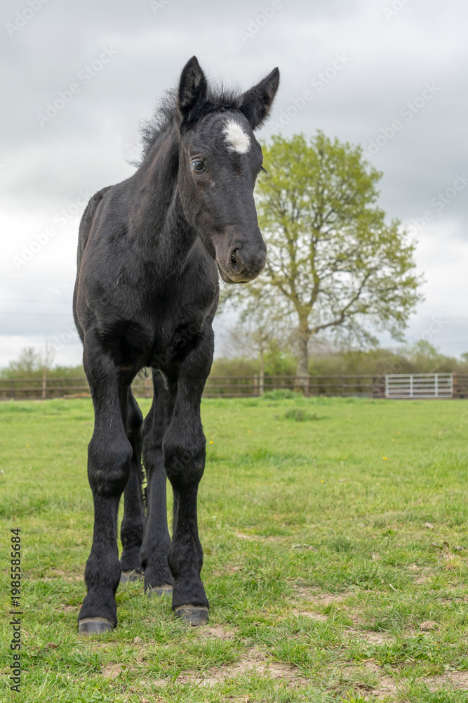 Fototapeta premium Charencey, France - 04 11 2026: Domaine de La Lochetière. A frail black foal with a white patch on its head standing in a grassy field in a cloudy grey sky