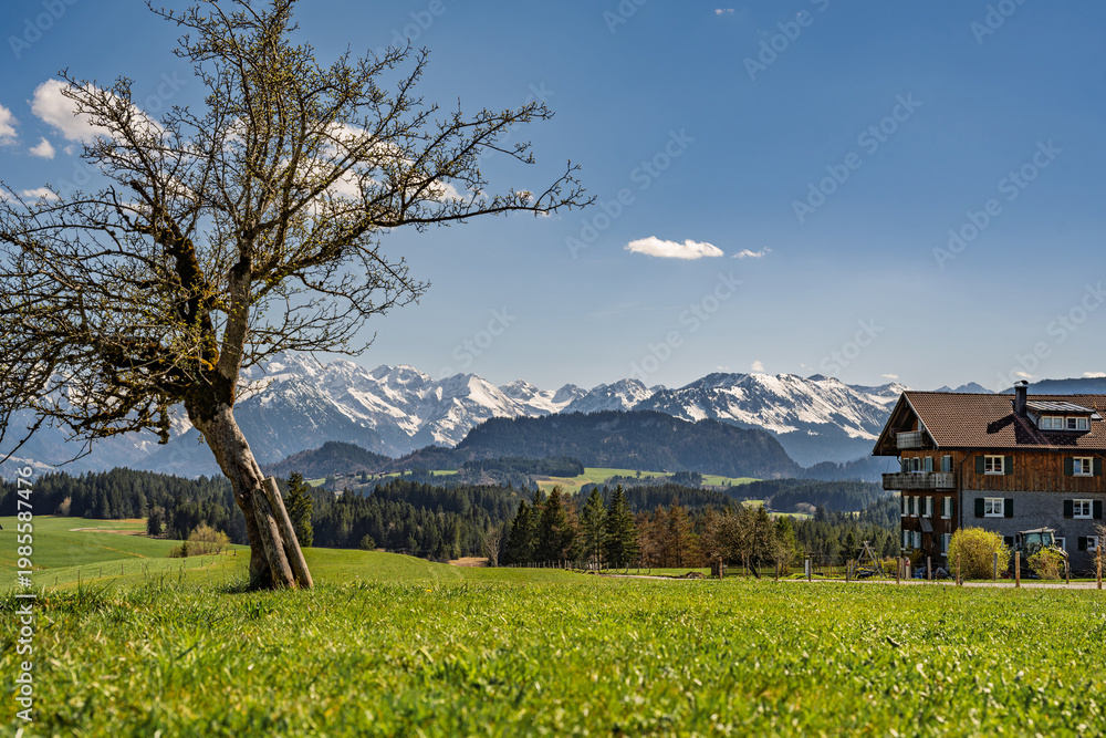 Fototapeta premium Panoramic View of Green Spring Meadows and Old Tree with Snow-Capped Allgaeu Alps and Oberstdorf Mountains in Background, Traditional Bavarian Farmhouse in Rural Sonthofen Region, Germany