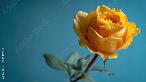 Single Vibrant Yellow Rose with Water Droplets Against a Soft Blue Background Soft Lighting Creates a Serene Atmosphere