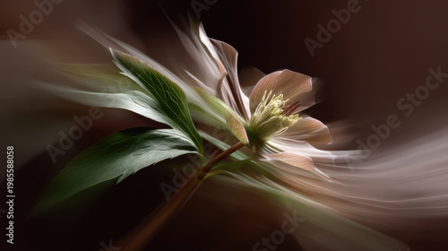 Abstract flower hellebore soft focus motion blur dreamy ethereal fine art macro green leaf delicate petal pastel color muted tone dusty pink closeup garden nature blossom bloom stamen botanical