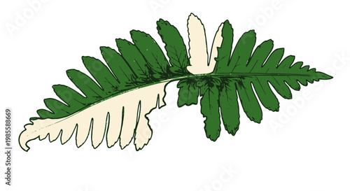 Green Fern Leaf with White Underside.