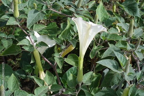 Trumpet shaped white flower of Datura innoxia in September
